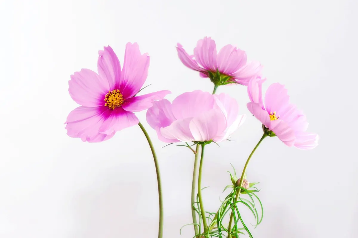 Seasonal Guide to Manor Garden Blooms: What to See Month by Month